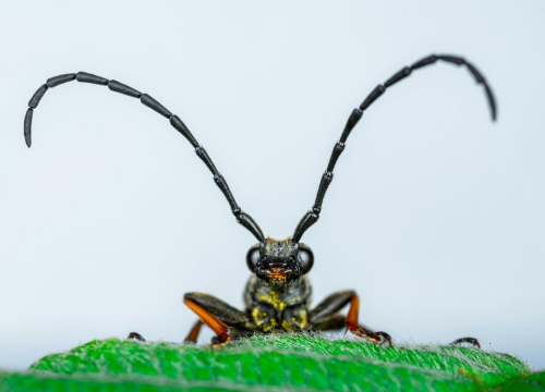 Znate li zašto insekte privlačli svjetlost? Iznenadit ćete se