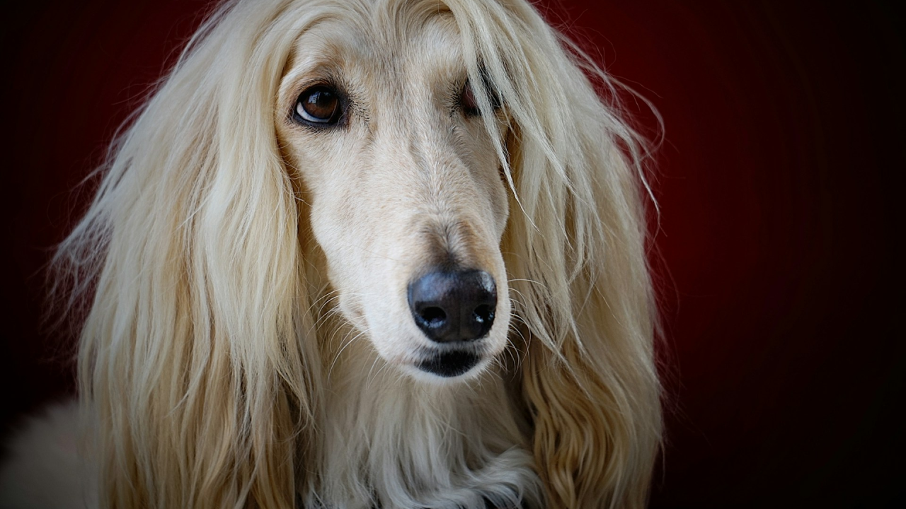 Ovo je deset najljepših dugodlakih pasmina pasa na svijetu
