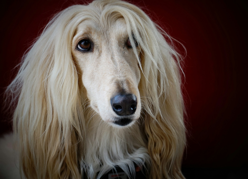 Ovo je deset najljepših dugodlakih pasmina pasa na svijetu