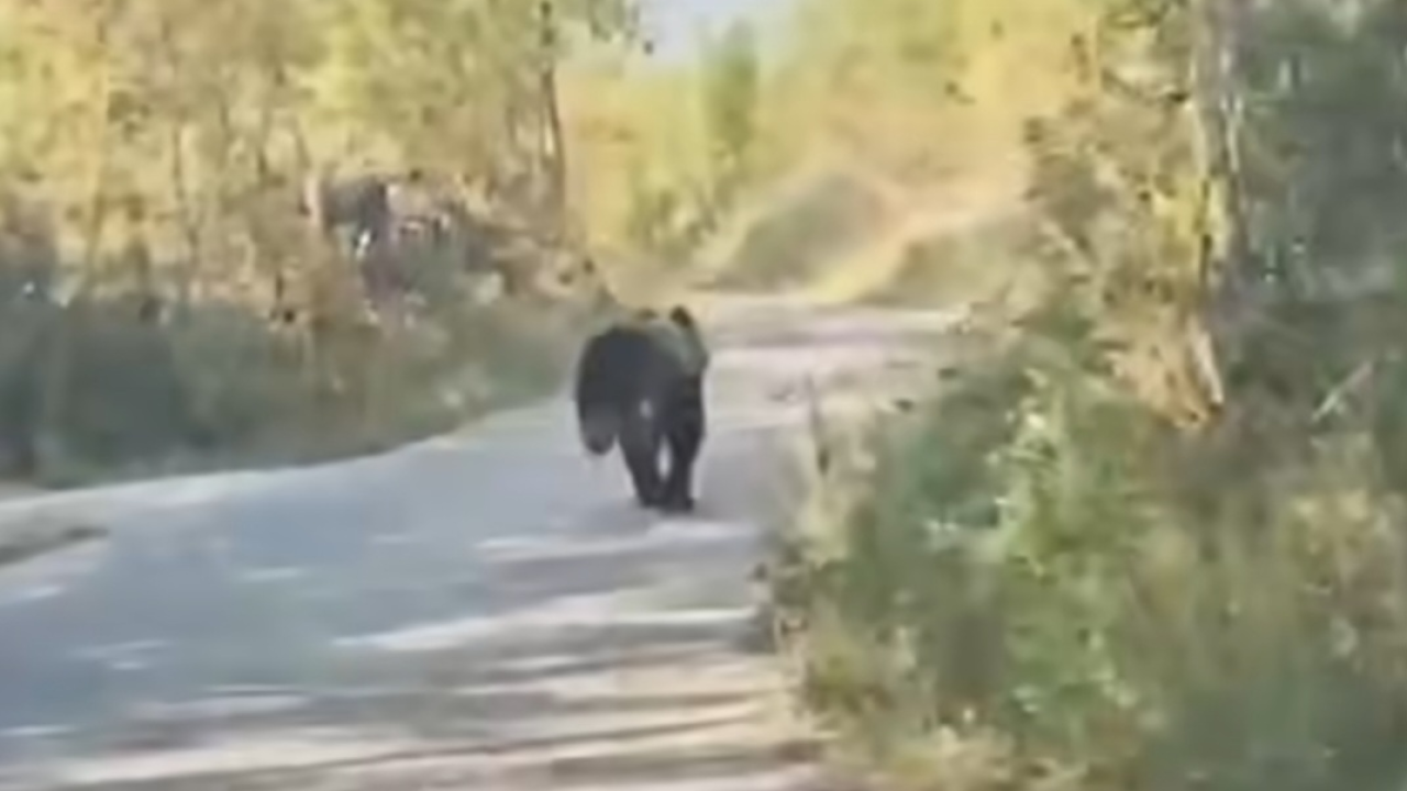 Medvjed istrčao pred auto u Kninu: 'Bio je veličine teleta. Stari se tresao...'