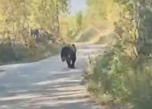 Medvjed istrčao pred auto u Kninu: 'Bio je veličine teleta. Stari se tresao...'
