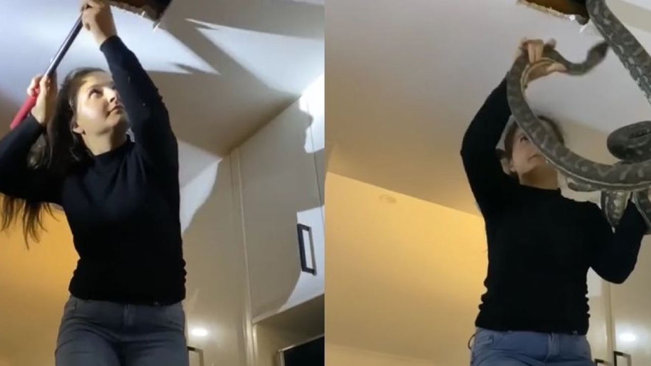 Odlučili istražiti buku koja je dopirala iz plafona: Zgrozili se kad su otkrili izvor