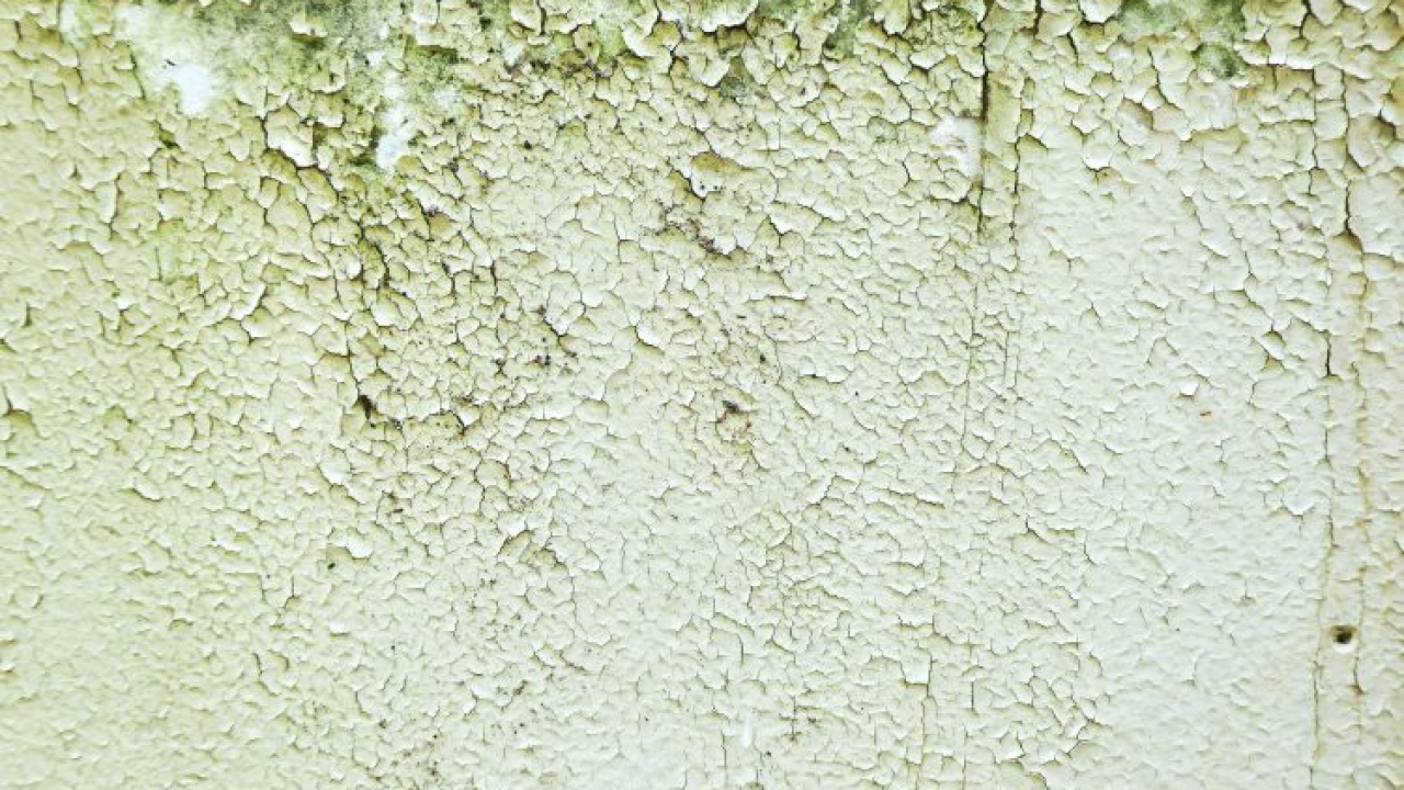 Trik u kojeg se Nijemci kunu, a s pomoću kojeg ćete sačuvati dom od vlage i plijesni