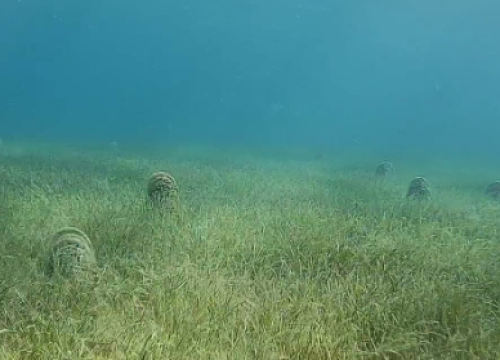 Hrvatski znanstvenici imaju sjajne vijesti o periskama