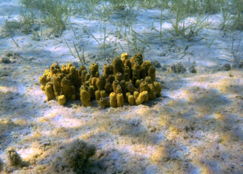 Uznemirujuće otkriće u Jadranu: Obolijevaju morske spužve