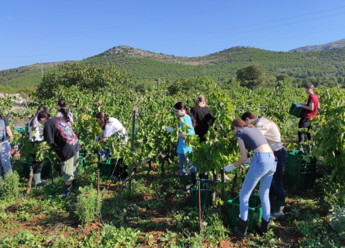 Fotografija 4 - Šibenski učenici sudjelovali u berbi grožđa: 'Tko kaže da današnje generacije ne mogu i ne žele?'