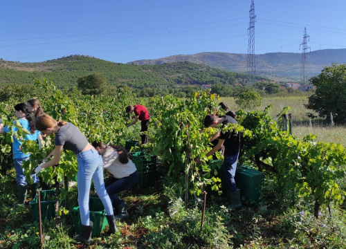 Fotografija 5 - Šibenski učenici sudjelovali u berbi grožđa: 'Tko kaže da današnje generacije ne mogu i ne žele?'
