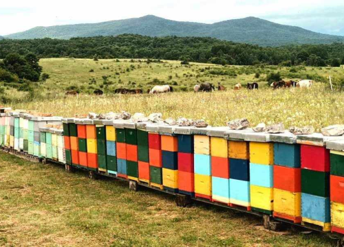 Fotografija 5 - Krešimir je inženjer, ali i pčelar kojemu je hobi postao posao: 'U ovome ne smije biti matematičke računice'