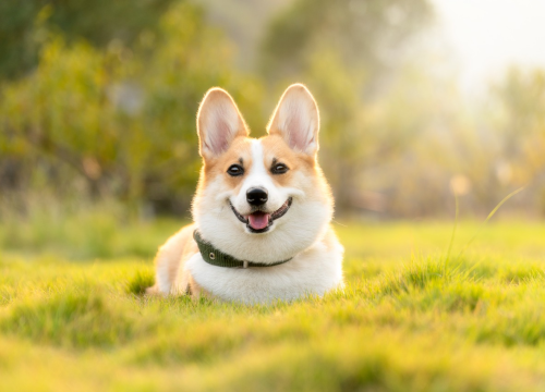 Želi povesti svog psa na vjenčanje, ali mladenci se protive: 'To je mali, lajavi pas'