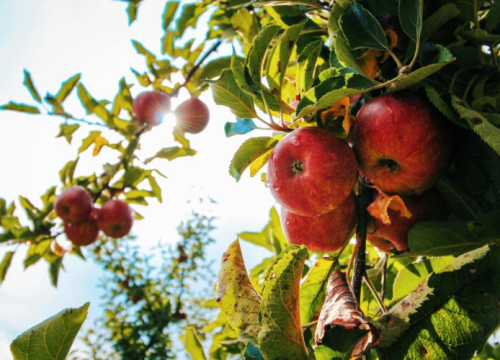 Cijelo vrijeme krivo jedemo jabuke? Stručnjaci otkrili najbolji način
