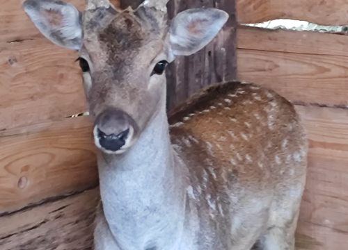 Fotografija 3 - Sve je krenulo s nekoliko ovaca, a danas obitelj Zelenika iz Knina ima pravo životinjsko carstvo