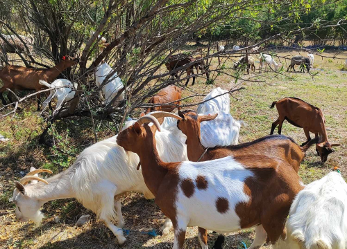 Fotografija 12 - Sve je krenulo s nekoliko ovaca, a danas obitelj Zelenika iz Knina ima pravo životinjsko carstvo