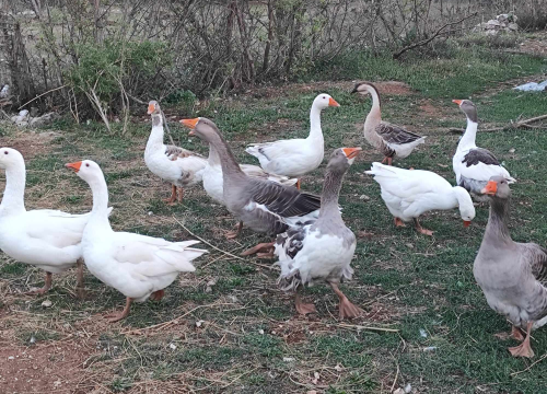 Fotografija 4 - Sve je krenulo s nekoliko ovaca, a danas obitelj Zelenika iz Knina ima pravo životinjsko carstvo