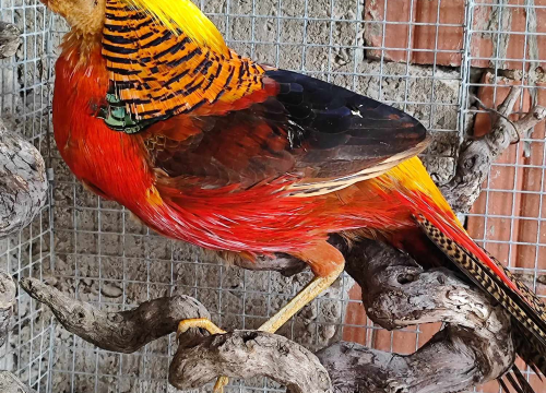 Fotografija 7 - Sve je krenulo s nekoliko ovaca, a danas obitelj Zelenika iz Knina ima pravo životinjsko carstvo