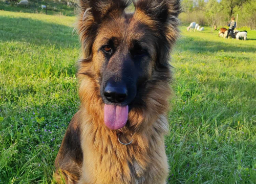 Fotografija 6 - Sve je krenulo s nekoliko ovaca, a danas obitelj Zelenika iz Knina ima pravo životinjsko carstvo