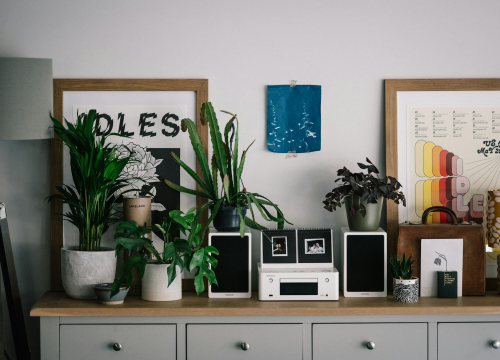 Puštate li glazbu svojim biljkama? Izgleda da potiče rast jer gljivice reagiraju na zvučne valove