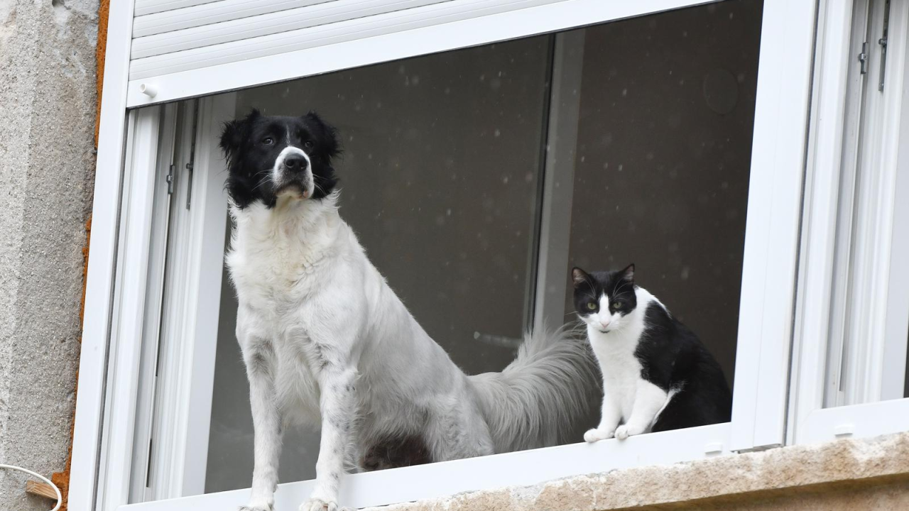 Šibenski psi i mačke slažu se ako su iste boje, a naročito kad pada kiša