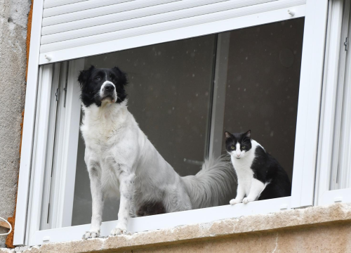 Šibenski psi i mačke slažu se ako su iste boje, a naročito kad pada kiša
