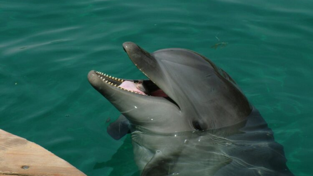 Dupini se stvarno smiješe dok se igraju s prijateljima