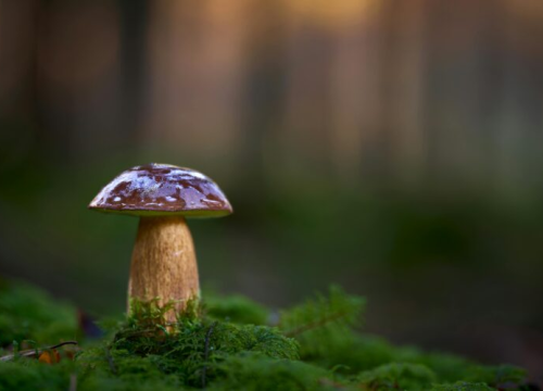 Sezona je gljiva: Šest razloga zašto ih trebate češće jesti