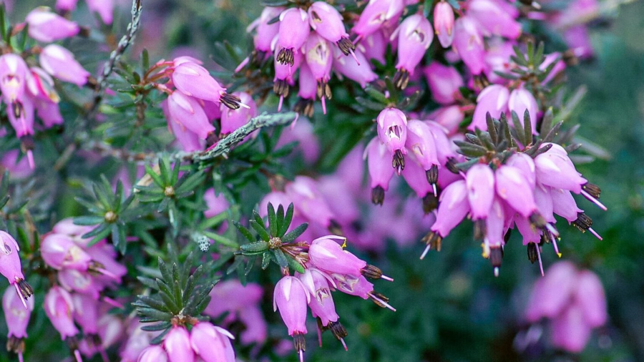 Razbija jesensko sivilo: Ovoj biljci ne smeta hladnoća, cvate i u prosincu
