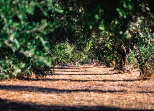 Tradicionalna berba maslina: U zaleđu Pirovca radna terapija za branitelje i njihove obitelji