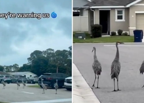 Neobičan prizor par sati prije uragana: 'Upozoravaju nas'