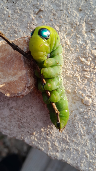 Jeste li se ikada susreli s ovom vrstom kukca?: 'Izgleda kao vanzemaljac'
