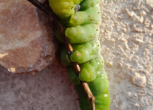Fotografija 2 -  Jeste li se ikada susreli s ovom vrstom kukca?: 'Izgleda kao vanzemaljac'