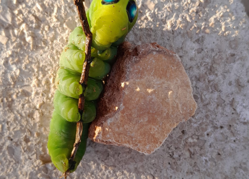 Fotografija 4 -  Jeste li se ikada susreli s ovom vrstom kukca?: 'Izgleda kao vanzemaljac'