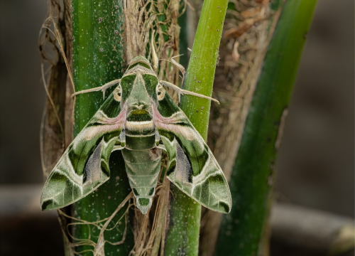 Fotografija 6 -  Jeste li se ikada susreli s ovom vrstom kukca?: 'Izgleda kao vanzemaljac'