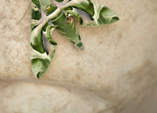 Fotografija 3 -  Jeste li se ikada susreli s ovom vrstom kukca?: 'Izgleda kao vanzemaljac'