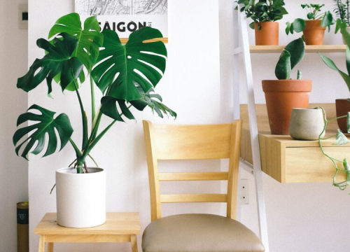 Ovih pet sobnih biljaka je gotovo nemoguće ubiti