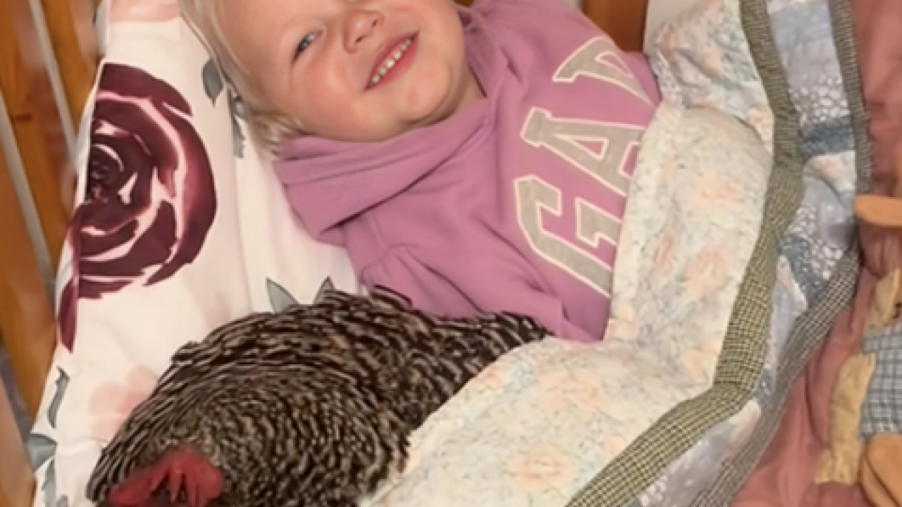 Djevojčica se ušuškala u krevet s kokošom kao da je igračka