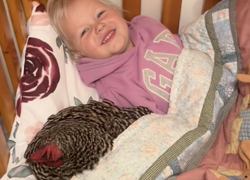 Djevojčica se ušuškala u krevet s kokošom kao da je igračka