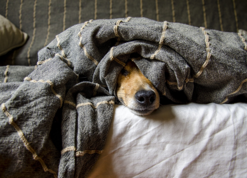 Pas ne smije jesti ovih pet namirnica, mogu izazvati ozbiljne posljedice