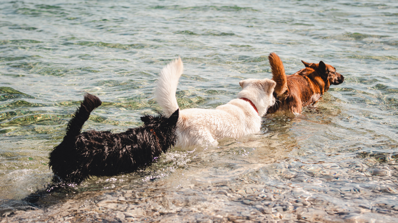 Pet najboljih pasmina za ljude koji prvi put postaju vlasnici pasa