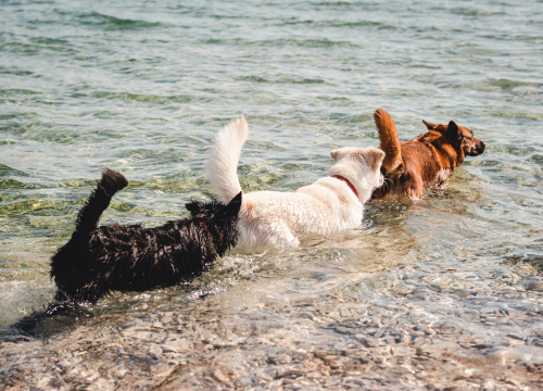Pet najboljih pasmina za ljude koji prvi put postaju vlasnici pasa