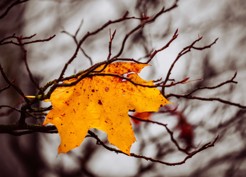 Mičete li uvelo lišće s auta prije vožnje? Ako ne, evo zašto trebate