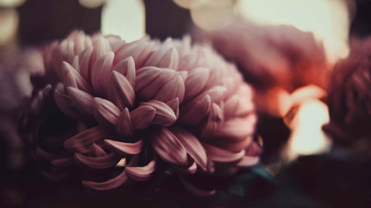 Evo zašto su  krizanteme simbol Svih svetih