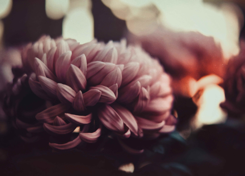 Evo zašto su  krizanteme simbol Svih svetih