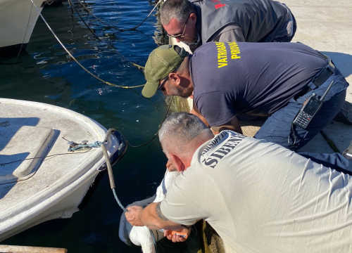 Fotografija 4 - Slučajni susreti kolega vatrogasaca u Pirovcu doveli do neobične akcije spašavanja