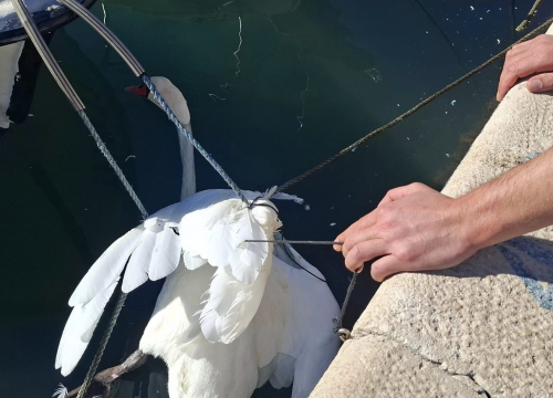 Fotografija 3 - Slučajni susreti kolega vatrogasaca u Pirovcu doveli do neobične akcije spašavanja