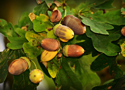 Čovjek koji je u Hrvatskoj u tri tjedna zaradio 2,6 milijuna eura zatvorski je bjegunac
