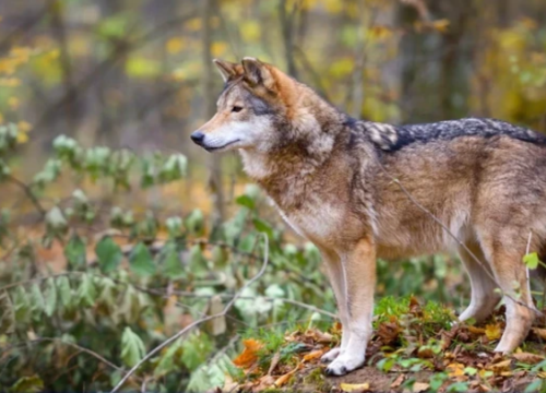 U Skradinu održana radionica o projektu Life Wild Wolf