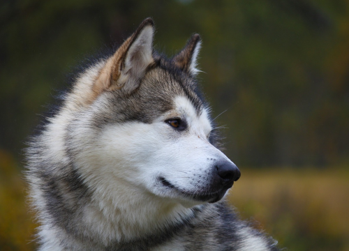 Ovo je deset najvećih i najtežih pasmina pasa na svijetu