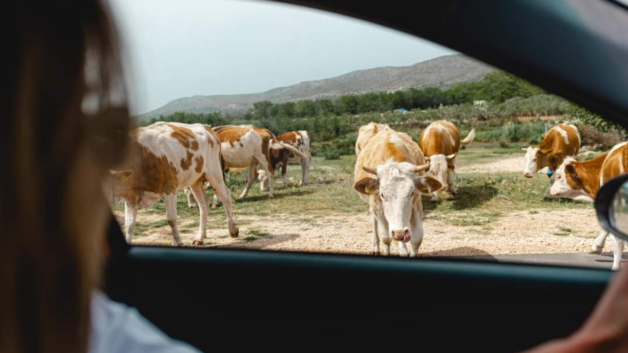 Šibenski ŽDO podignuo optužnice zbog muljaža s OPG-ovima