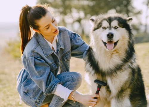 Pseća i mačja dlaka mogu biti vrlo korisne: Evo zašto ih ne treba bacati