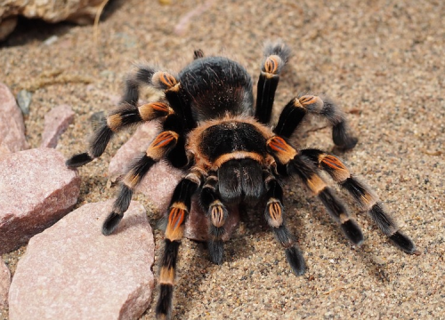 Vezao za sebe 320 tarantula, 110 stonoga i devet mrava pa išao preko granice