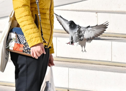 Fotografija 12 - FOTO Đir po gradu, subota 23. studenog